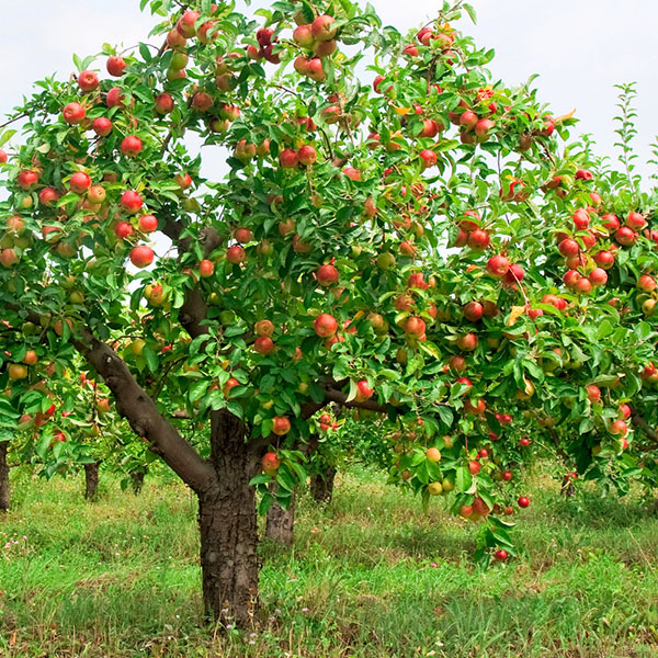 Pruning Services