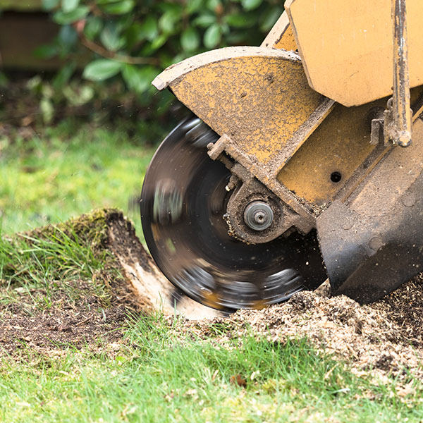 Stump Grinding – Featured Service