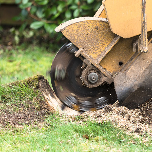 Stump Removal Llandudno